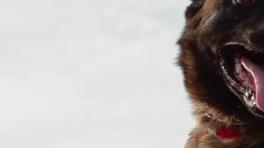 A shepherd dog pants outside