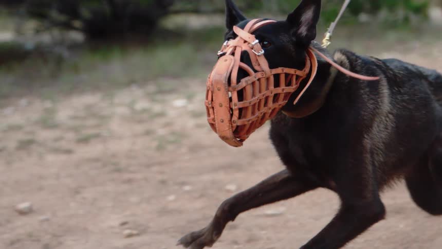 Dog with a muzzle on runs and struggles on a leash