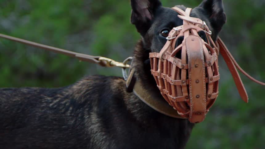 The dark colored dog is on a leash and wearing a muzzle