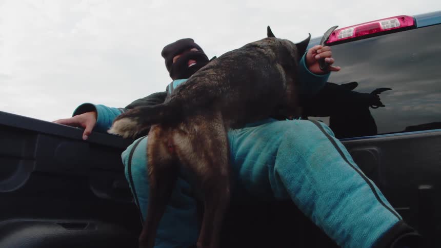 Man wearing padding gets bitten by a dog he is training