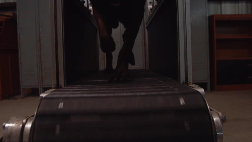 A dog runs on a treadmill