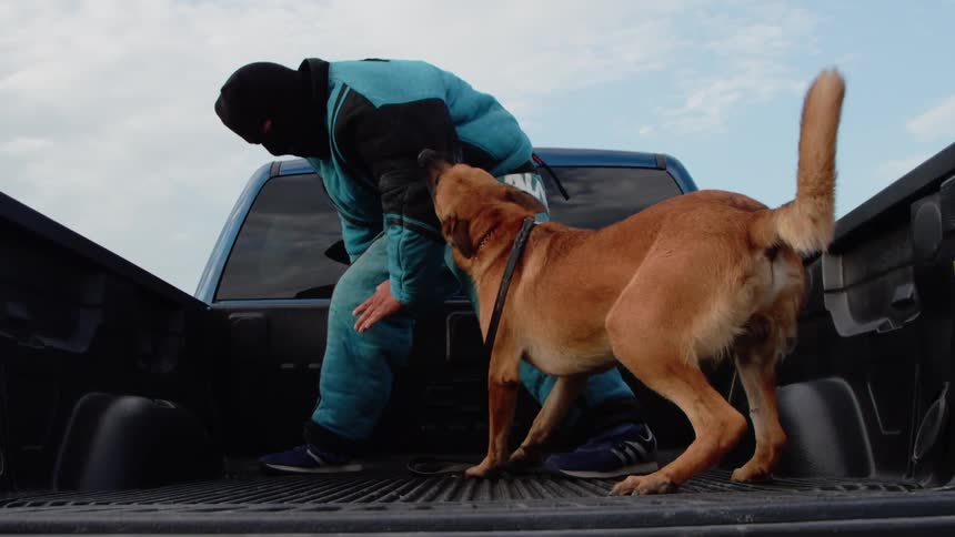 An attack dog trains by biting a man in a padded suit