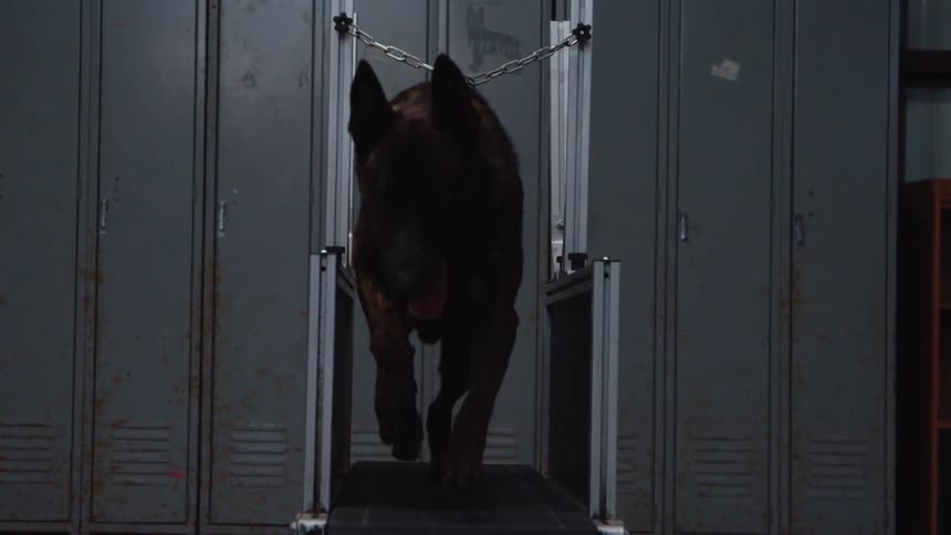 A dog is running on a treadmill