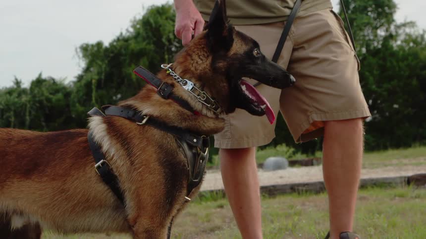 A handler holds back a lunging dog