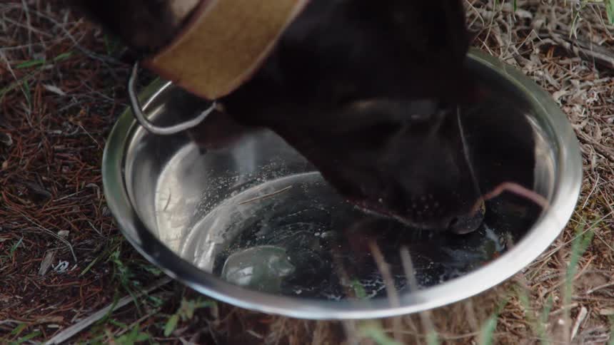 A dog eats from a bowl outside
