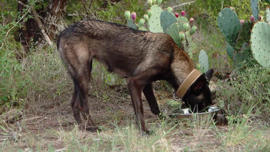 A dog eats from a bowl outside