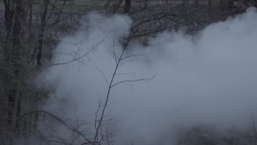Smoke traveling through a forest