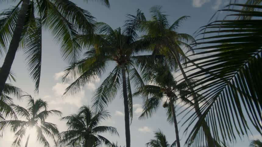 The wind is blowing the long branches of the palm trees