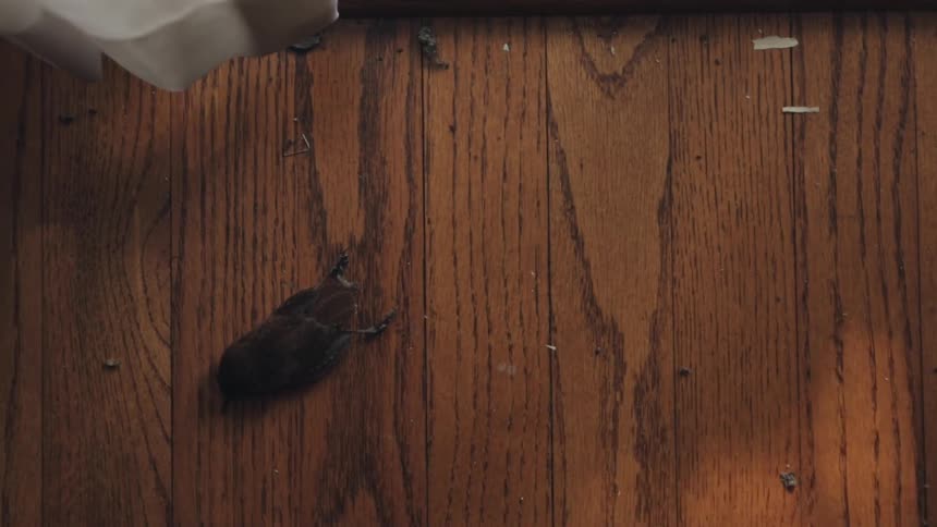 A wall shows a bat