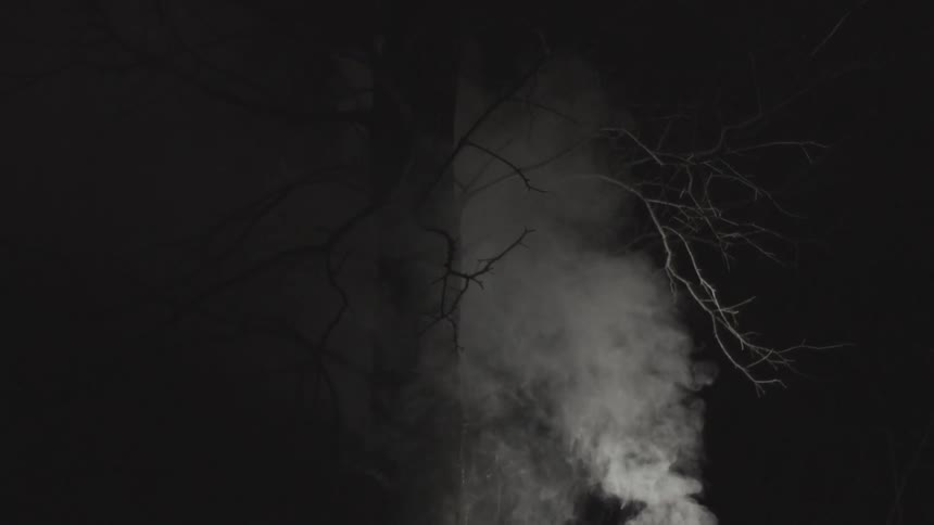 Smoke slowly rising up a tall tree in a dark area