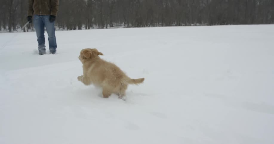Dog runs through the snow
