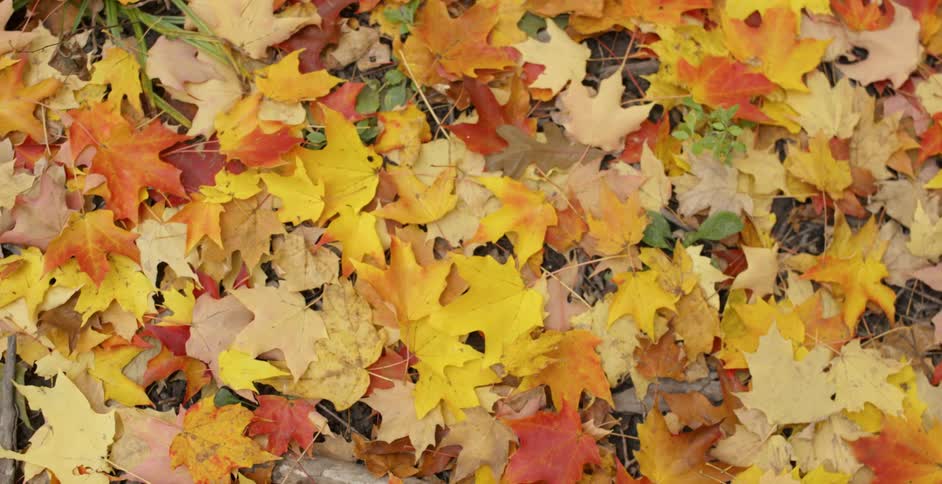 The ground is covered with multi-colored leaves