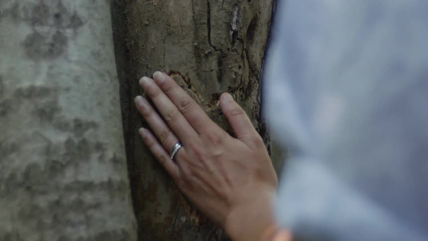 A person touches a heart carving on the tree