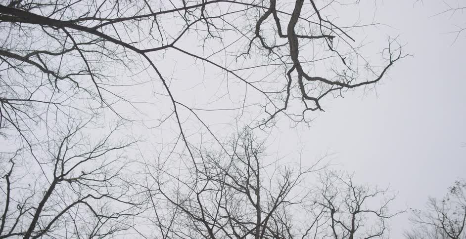 Bare tree branches sit under a cloudy sky