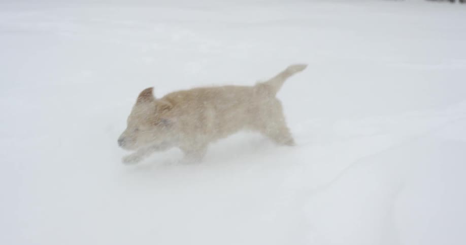 A dog runs through snow