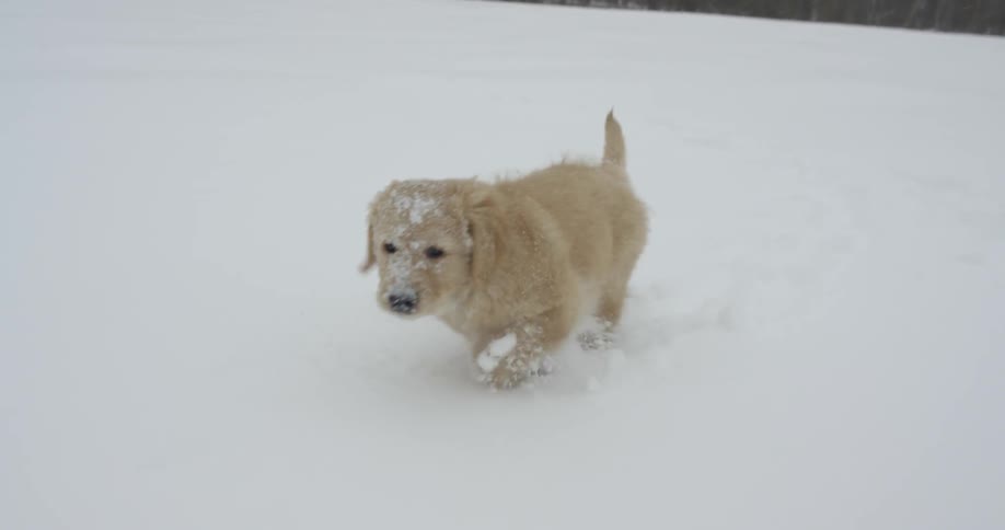 Puppy walking gingerly in some belly-deep snow with a forest in the distance