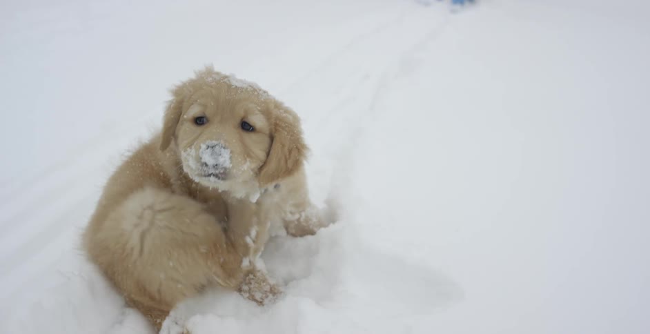 A puppy scratches itself in snow