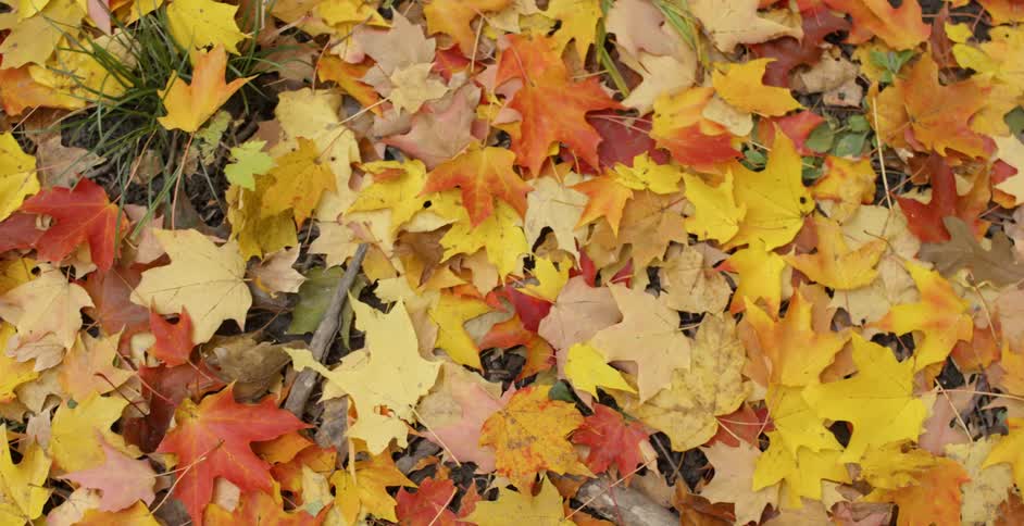 Many colored leaves on the grass