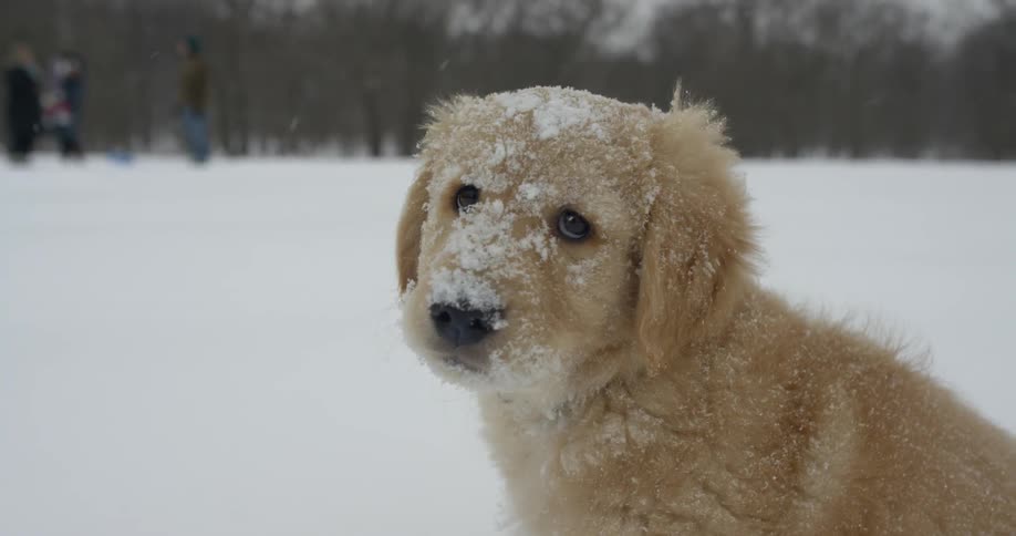 A puppy is shaking off the snow as it stands outside on a winter day