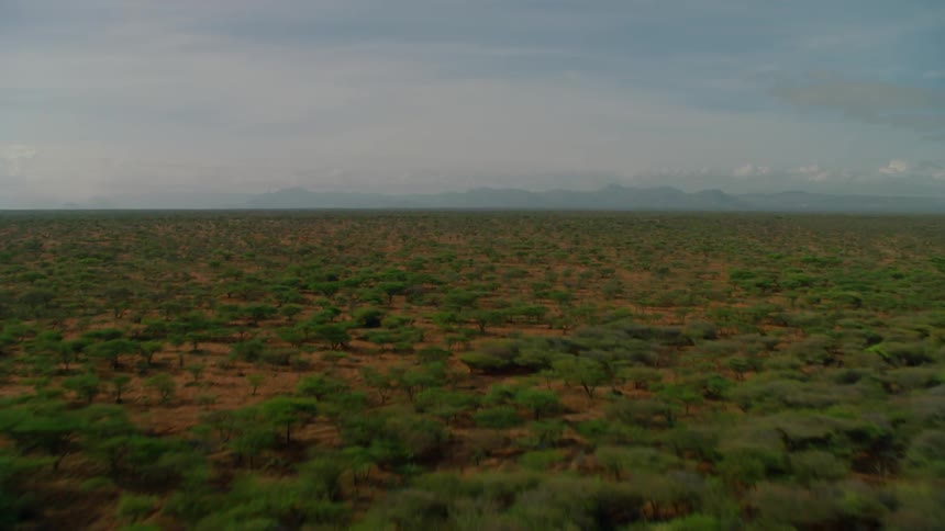 Trees sparsely cover the dirt covered plains