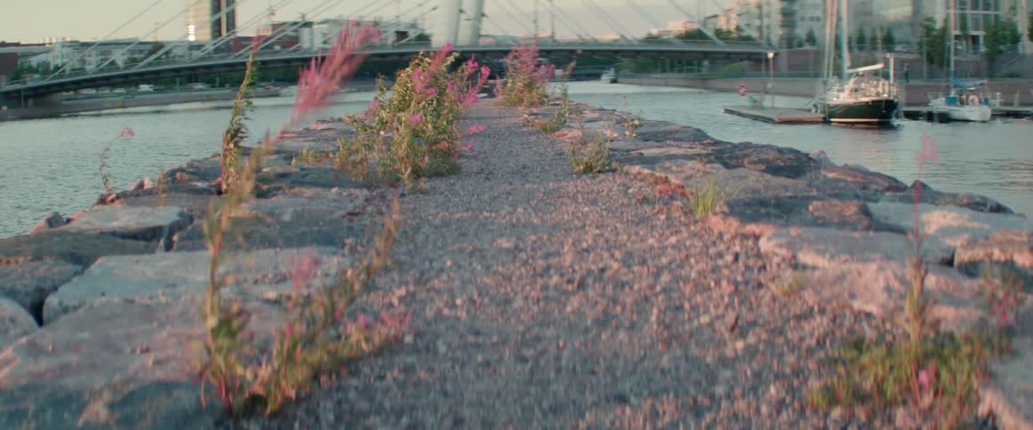 Purple wildflowers grow on a rocky stone pathway near water with bridge background.