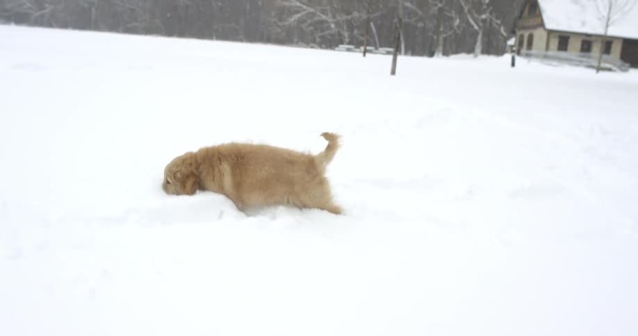 A dog runs through snow