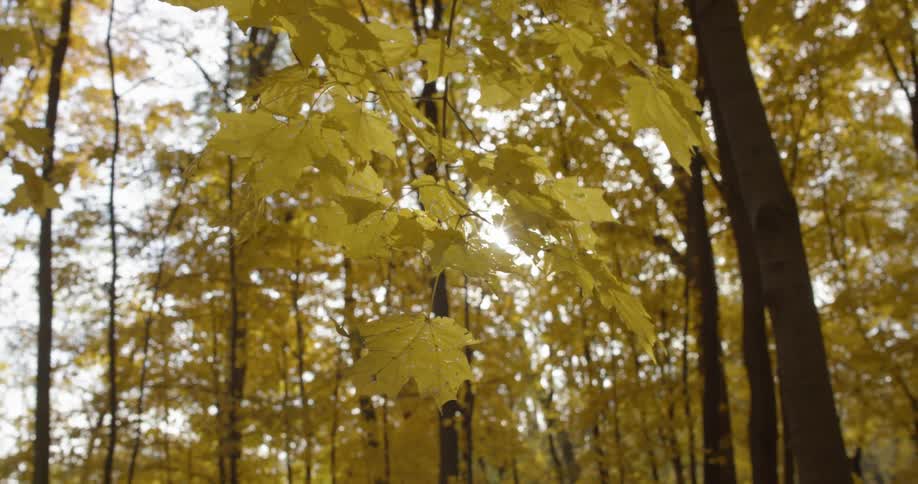 The long branch is covered with yellow leaves