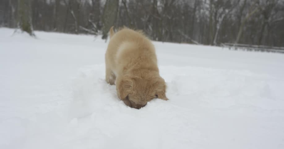 A dog digs in snow