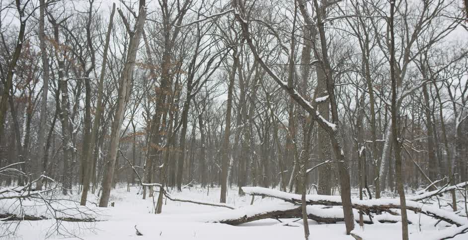 The forest is covered with snow