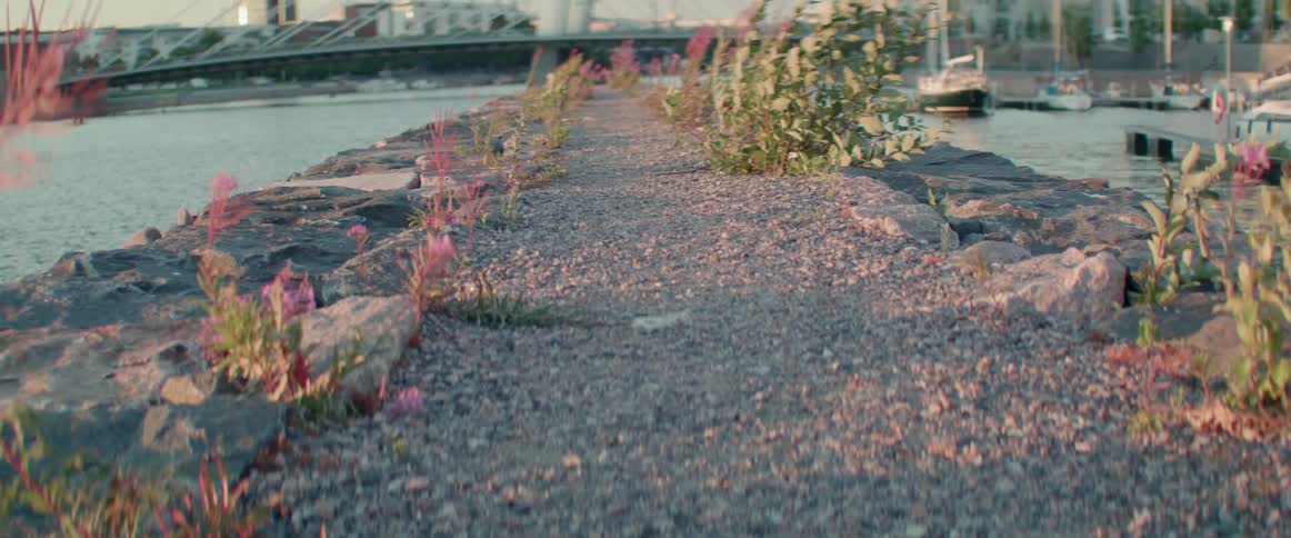 Plants blowing in the wind on a strip of land between a waterway near a bridge