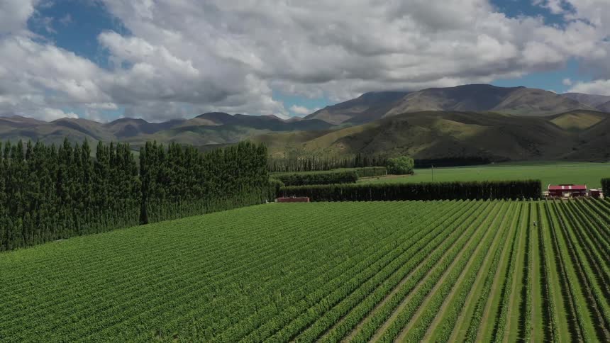 Rows of crops grow on a farm