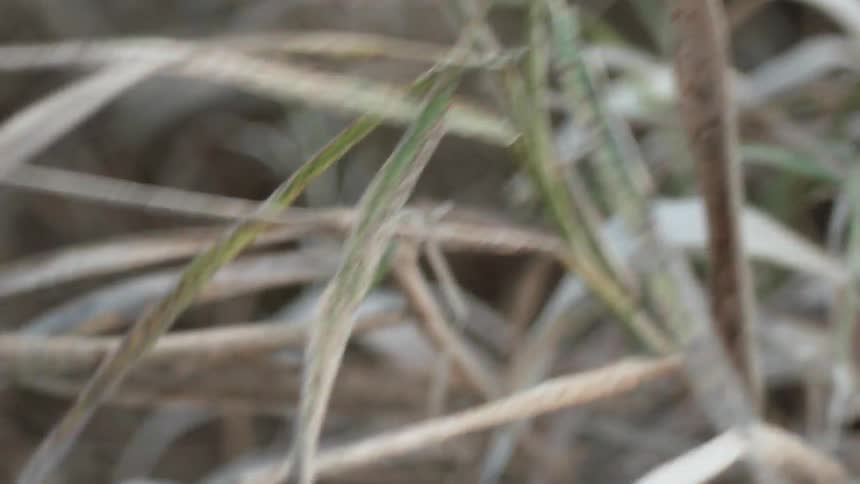 Plant branches and stems blow in the wind