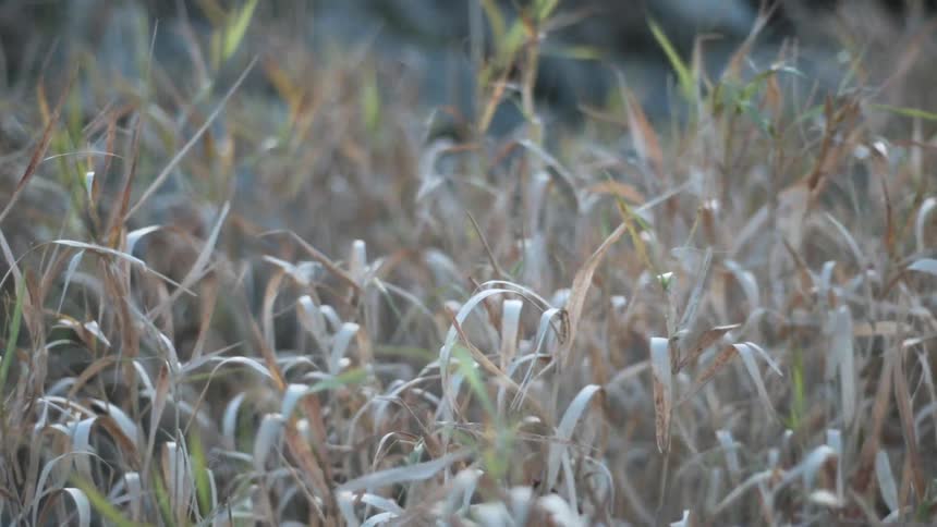 Wind blows through grass in a field