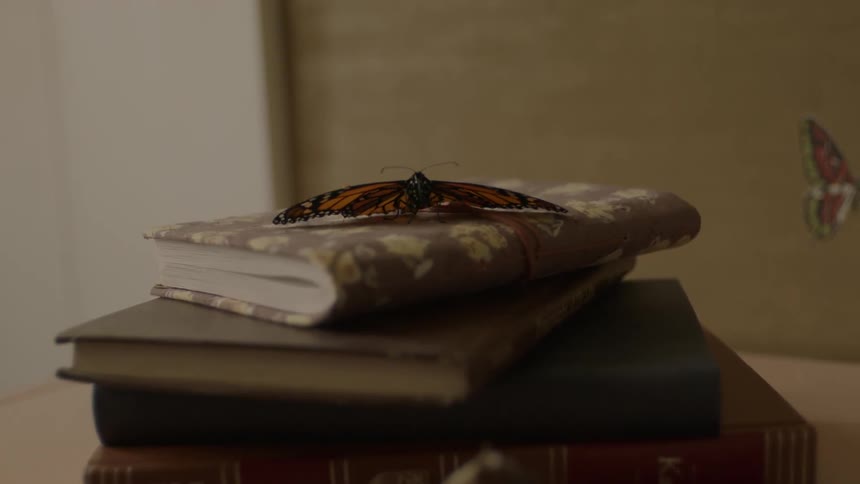 Large butterfly lands on a book