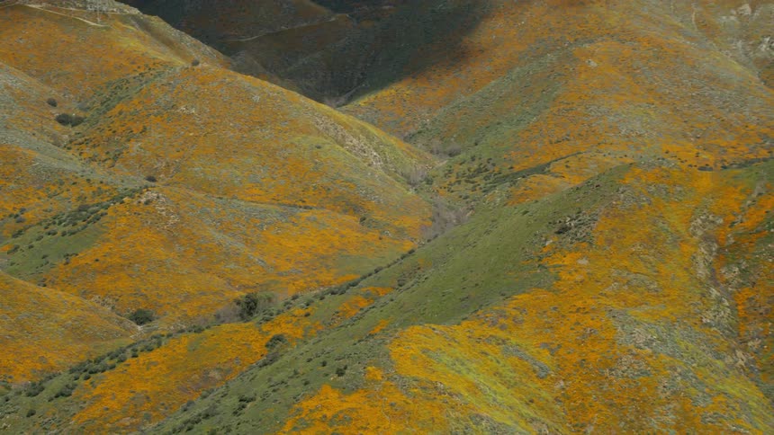 Foliage covers a hilly landscape