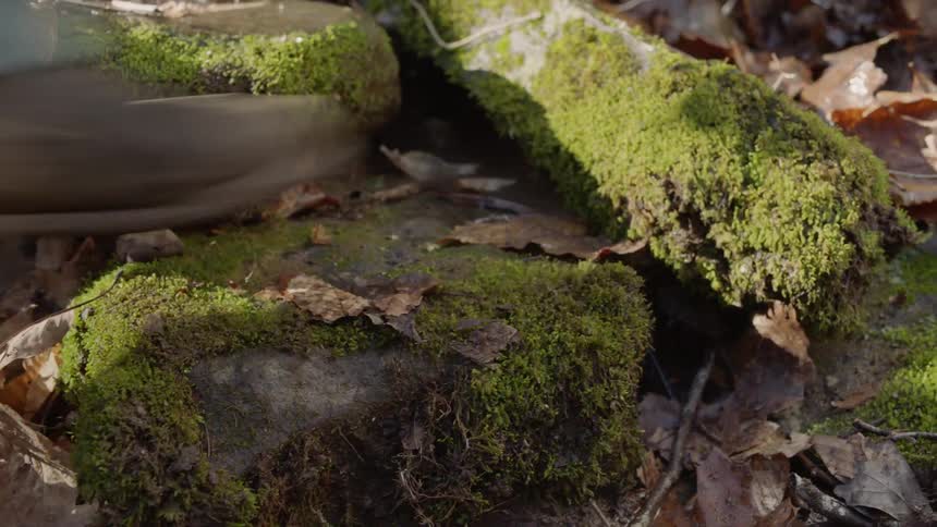 A man is searching beneath rocks outside in a natural setting in daylight