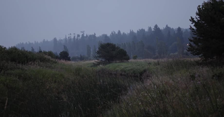 A light shines on tall grass in a field