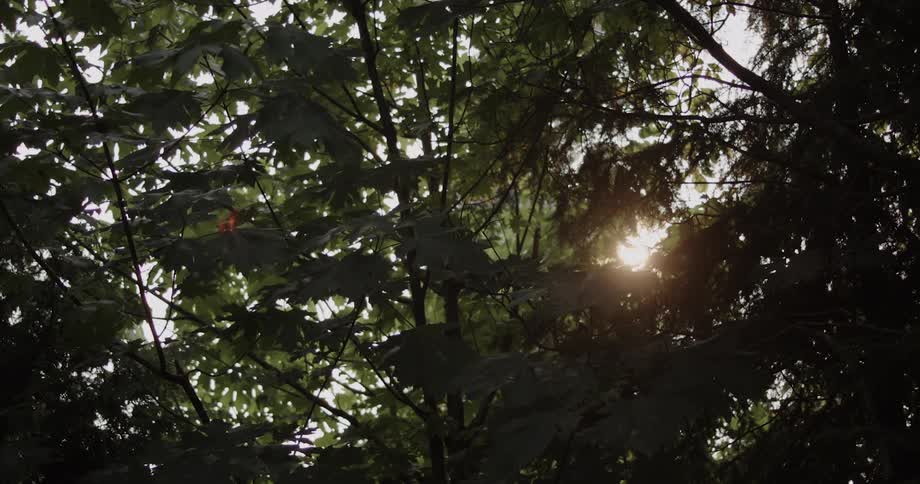 Sunlight shines through tree branches