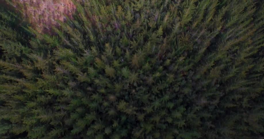 Trees are shown