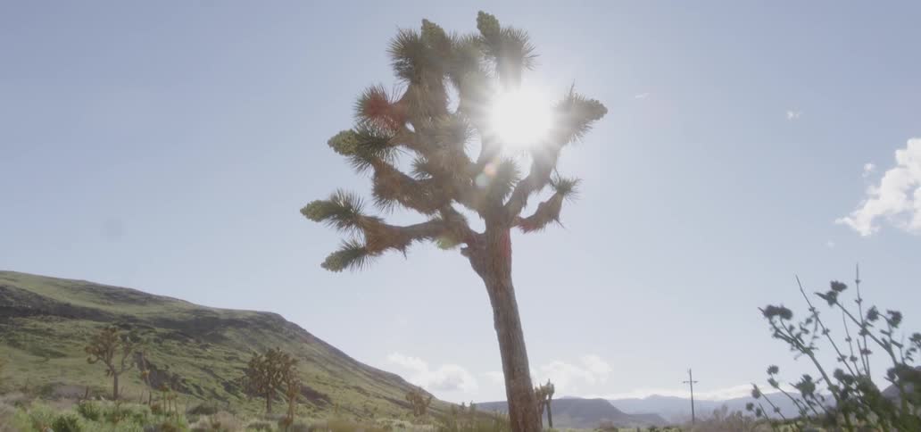 Sunlight shines through a desert tree