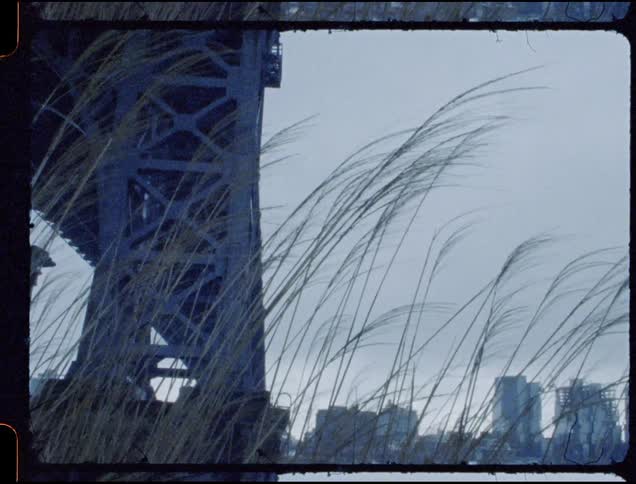 Wind blows through tall grass beneath a city bridge