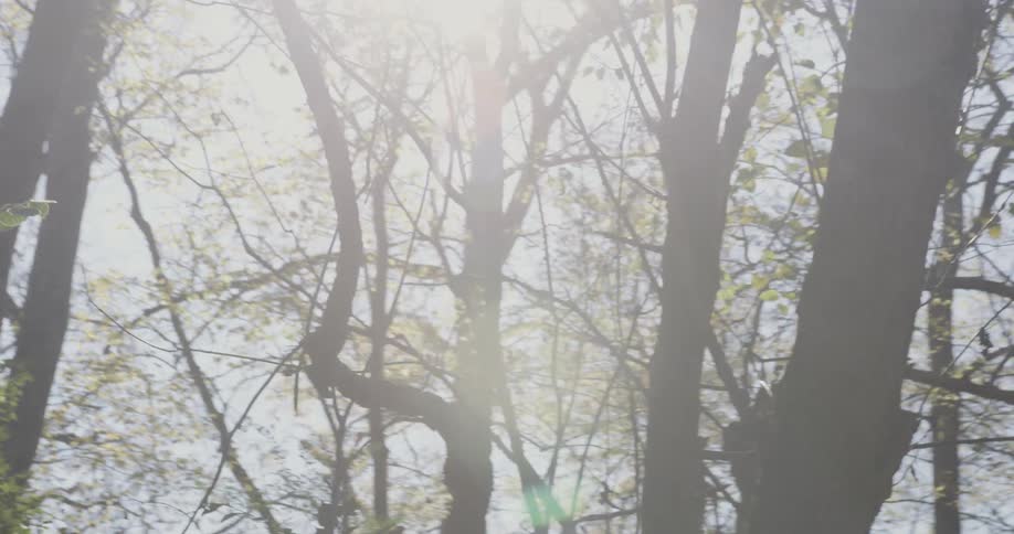 Sunlight shining through branches on trees