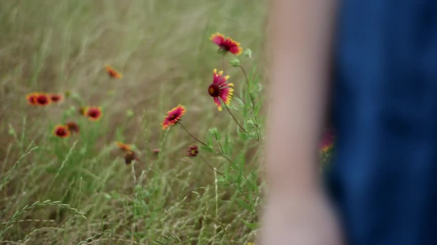 Wind blows through grass and flowers in a field