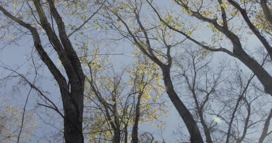 The tall trees are budding with leaves
