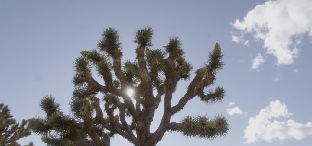 The sun shines behind a desert tree