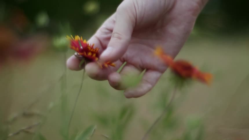A person touches a flower in a field