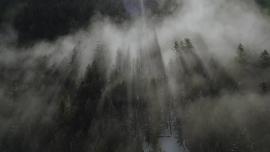 The fog rolls over the tall forest trees