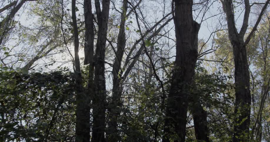 Sunlight shines through forest trees