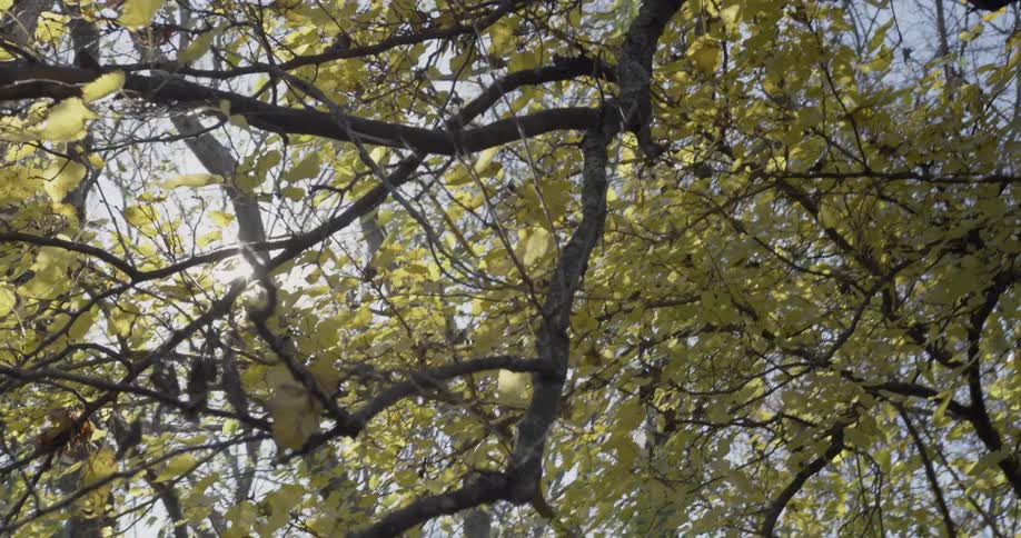 Sun light filters through tall trees