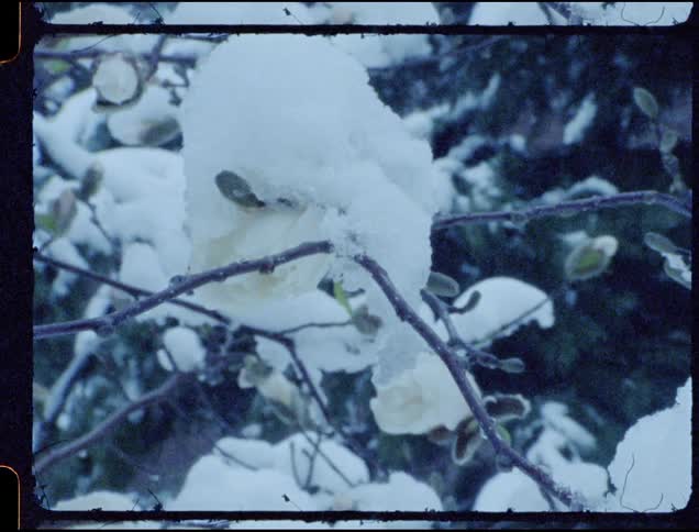 Snow clumps on branches and buds